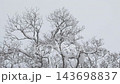 北海道の雪の積もった原生林 143698837