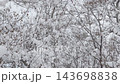 北海道の雪の積もった原生林 143698838