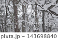 北海道の雪の積もった原生林 143698840