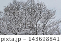 北海道の雪の積もった原生林 143698841