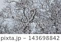 北海道の雪の積もった原生林 143698842