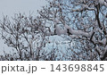 北海道の雪の積もった原生林 143698845