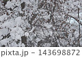 北海道の雪の積もった原生林 143698872