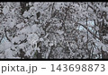 北海道の雪の積もった原生林 143698873