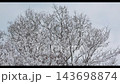 北海道の雪の積もった原生林 143698874