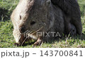 A wild wombat mother on Maria Island in Tasmania scratches herself, and her baby peeks out from her pouch. A wild wombat mother on Maria Island in Tasmania scratches herself, and her baby peeks out from her pouch. 143700841