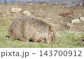Wombats eating grass on Maria Island, Tasmania Wombats eating grass on Maria Island, Tasmania 143700912