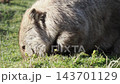 A wild mother wombat with a swollen belly eats grass on Maria Island in Tasmania, showing her natural habitat. A wild mother wombat with a swollen belly eats grass on Maria Island in Tasmania, showing her natural habitat. 143701129