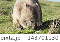 A wild mother wombat with a swollen belly eats grass on Maria Island in Tasmania, showing her natural habitat. A wild mother wombat with a swollen belly eats grass on Maria Island in Tasmania, showing her natural habitat. 143701130