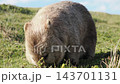A wild mother wombat with a swollen belly eats grass on Maria Island in Tasmania, showing her natural habitat. A wild mother wombat with a swollen belly eats grass on Maria Island in Tasmania, showing her natural habitat. 143701131