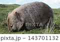 A wild mother wombat with a swollen belly eats grass on Maria Island in Tasmania, showing her natural habitat. A wild mother wombat with a swollen belly eats grass on Maria Island in Tasmania, showing her natural habitat. 143701132
