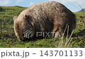 A wild mother wombat with a swollen belly eats grass on Maria Island in Tasmania, showing her natural habitat. A wild mother wombat with a swollen belly eats grass on Maria Island in Tasmania, showing her natural habitat. 143701133