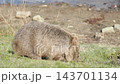 A wild mother wombat with a swollen belly eats grass on Maria Island in Tasmania, showing her natural habitat. A wild mother wombat with a swollen belly eats grass on Maria Island in Tasmania, showing her natural habitat. 143701134