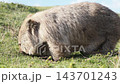 A wild mother wombat with a swollen belly eats grass on Maria Island in Tasmania, showing her foraging in the wild. A wild mother wombat with a swollen belly eats grass on Maria Island in Tasmania, showing her foraging in the wild. 143701243