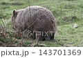 A wild wombat family is seen eating grass on Maria Island in Tasmania, with the baby peeking out of its mother's pouch. A wild wombat family is seen eating grass on Maria Island in Tasmania, with the baby peeking out of its mother's pouch. 143701369