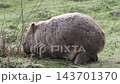 A wild wombat family is seen eating grass on Maria Island in Tasmania, with the baby peeking out of its mother's pouch. A wild wombat family is seen eating grass on Maria Island in Tasmania, with the baby peeking out of its mother's pouch. 143701370