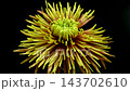 Yellow bronze Tula Improved spider chrysanthemum flower on black background 143702610