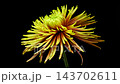 Yellow bronze Tula Improved spider chrysanthemum flower on black background 143702611