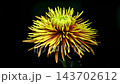 Yellow bronze Tula Improved spider chrysanthemum flower on black background 143702612