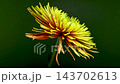 Yellow bronze Tula Improved spider chrysanthemum on dark green background 143702613