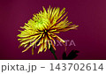 Yellow bronze Tula Improved spider chrysanthemum on purple background 143702614