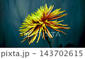 Yellow bronze Tula Improved spider chrysanthemum on blue background 143702615
