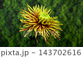 Yellow bronze Tula Improved spider chrysanthemum on green background 143702616