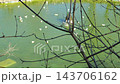 Seagulls Swimming on Lake Around Decorative Sculpture	 143706162