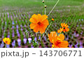田んぼに咲くキバナコスモス 143706771