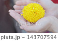 Cupped hands presenting bright yellow marigold bloom in soft natural light, close-up of textured petals and gentle gesture, shallow depth of field, warm calm mood, neutral background 143707594