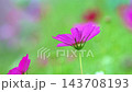 まるで“天使のような”可憐で漂うピンク色のコスモス 143708193