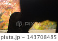 紅葉の庭を眺めるキジ猫と、忙しく通り過ぎる黒猫 143708485
