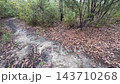 Footage of a large amount of Eucalyptus leaves lying on the ground in a remote area after a severe thunder and wind storm in the Blue Mountains in New South Wales, Australia 143710268
