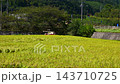Rice harvesting using a combine harvester [Matsumoto City] 143710725