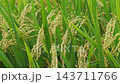Rice plant in the field Falling rice moves with the wind 143711766