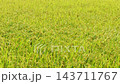 Rice plant in the field Falling rice moves with the wind 143711767
