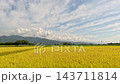 Car side window view of rice fields and village, Taiwan 143711814