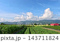 Car side window view of rice fields and village, Taiwan 143711824
