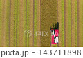 Aerial view of Combine harvester machine with rice paddy field, Taiwan 143711898