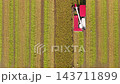 Aerial view of Combine harvester machine with rice paddy field, Taiwan 143711899
