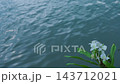 water waves and  white flower 143712021