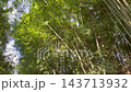 Zen garden meditate spiritual landscape of green forest with calm, stock footage 143713932