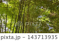 Zen garden meditate spiritual landscape of green forest with calm, stock footage 143713935