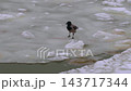 Hooded Crow Standing on Broken Ice of a Frozen River in Winter Landscape. 143717344