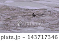 Hooded Crow Standing on Broken Ice of a Frozen River in Winter Landscape. 143717346