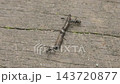 工蟻搬運獵物 143720877