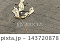 工蟻搬運獵物 143720878