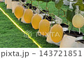 Premium yellow melon plants grow inside a protected indoor greenhouse. This controlled environment prevents pest infestation while supporting agricultural research and educational study. 143721851