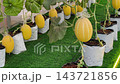 Premium yellow melon plants grow inside a protected indoor greenhouse. This controlled environment prevents pest infestation while supporting agricultural research and educational study. 143721856