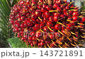 A close-up shot of oil palm fruit fresh bunches displayed on a table. The fruits are shown to the public for educational and agricultural learning purposes. 143721891